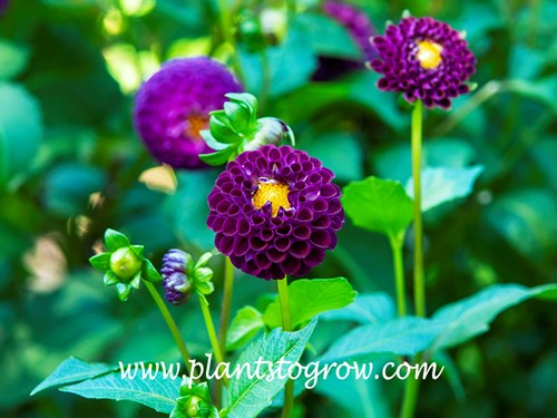 Dahlia 'Dot Com'